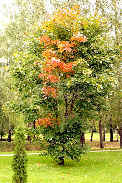 秋天的枫树有彩色的叶子图片