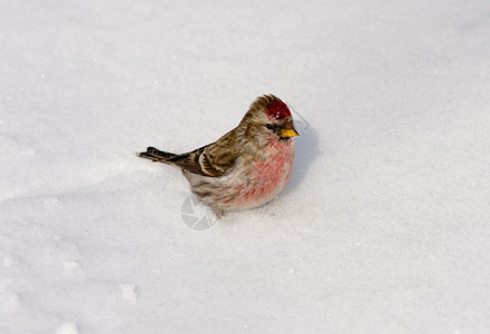 Redpoll在冬天的雪背景图片