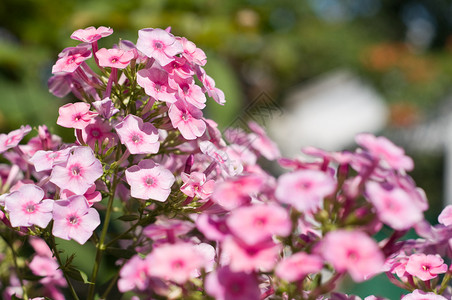 夏日花园中的粉红色花朵图片