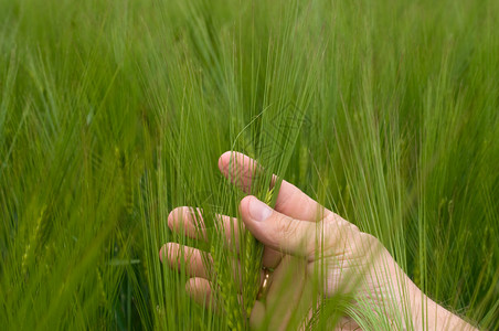 绿色麦秆和田野的特写照片图片