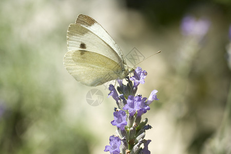 花上的蝴蝶薰衣草花上的白蝴蝶图片