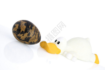 白色背景中的鸭子和黑蛋背景图片