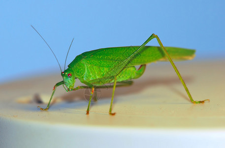 一只绿色雌丛林蟋蟀长角蚱蜢图片