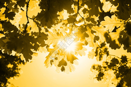 黄色秋天橡树图片