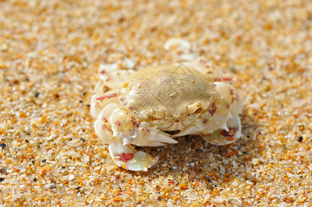 螃蟹在安达曼海的滩上图片