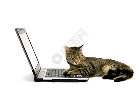 笔记本电脑和猫图片