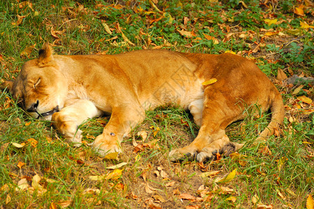 沉睡狮子图片