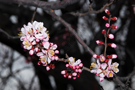 鲜花杏树图片