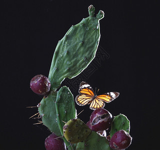 蝴蝶与仙人掌背景图片