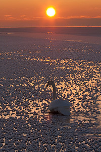 日落时天鹅在图片