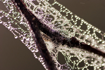 一大早的露水被困在蜘蛛网和树枝上蜘蛛就图片