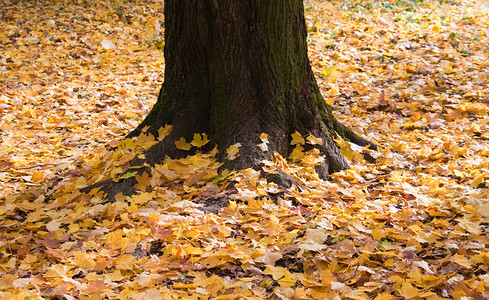 秋天树周围的黄叶图片