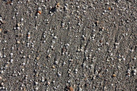 沙和贝壳图片