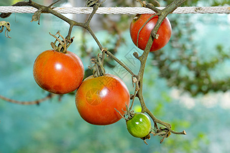 挂在绳子上的一些传家宝西红柿的特写镜头图片