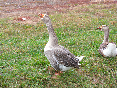 鹅和小鸭沿着池塘的岸边散步图片