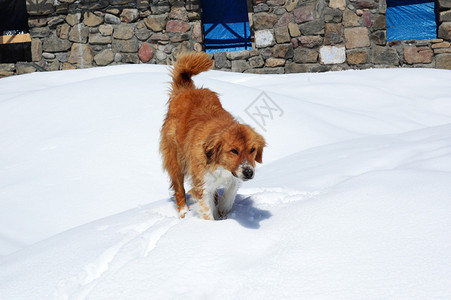 雪地里的棕狗图片