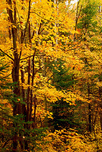 五颜六色的秋天森林背景与枫树图片