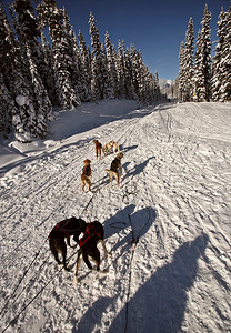 阿尔伯塔的狗拉雪橇比赛图片