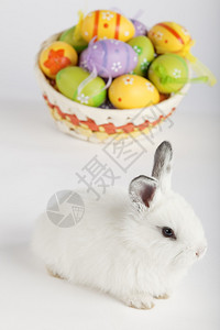 长着彩色复活节鸡蛋的可爱白兔子高分辨率工作室图图片
