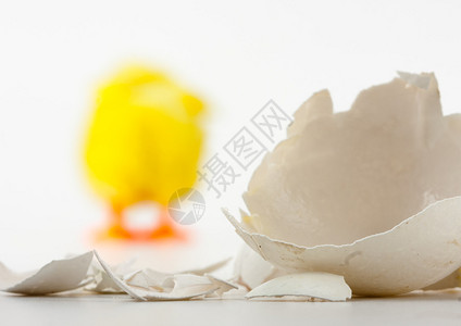 蛋壳破裂并走开新生鸡图片