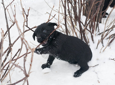 黑小狗雪纳瑞在冬天的雪地里玩得开心背景图片