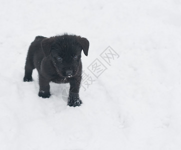 黑小狗雪纳瑞在冬天的雪地里玩得开心图片