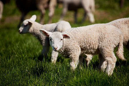 一只小羔羊在绵羊的牧场里图片