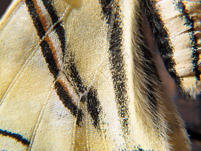 蝴蝶翅膀细节和纹理图片