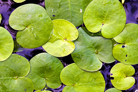 水面上的水生植物叶子图片