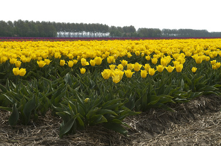 满是黄色郁金香的田野图片