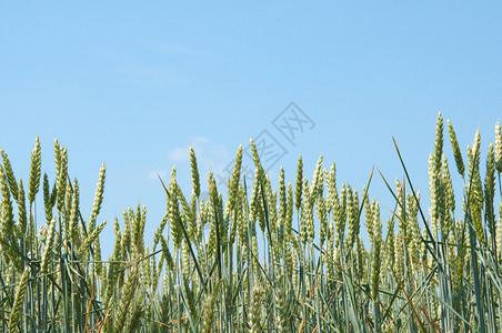 小麦对蓝天图片
