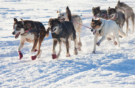 热心的雪橇狗队为赢得雪橇赛背景图片