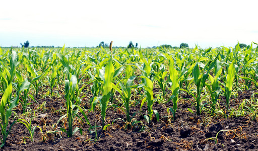 田地里的年轻玉米植物图片