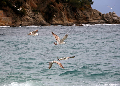 海鸥飞过海面的形象图片