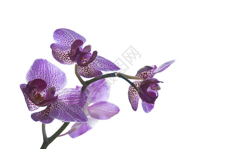 白色背景上的紫色兰花图片