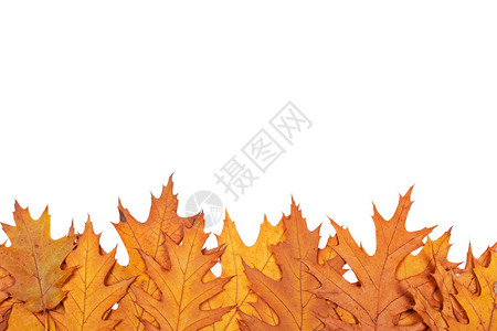 由叶制成的多色秋季边框在白背景图片