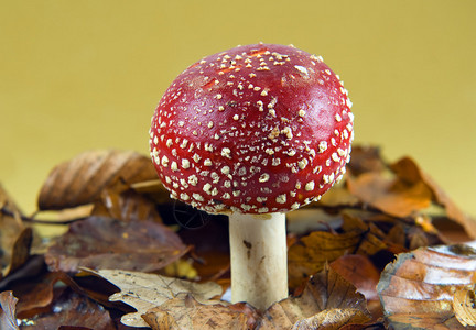 毒蝇伞蘑菇图片