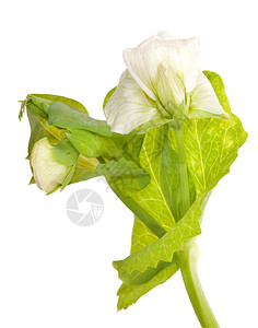 绿豌豆卷须与花孤立在白色背景图片