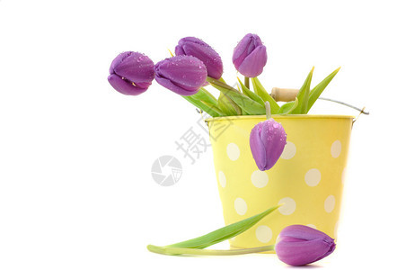 湿紫色的郁金香在一水桶里图片