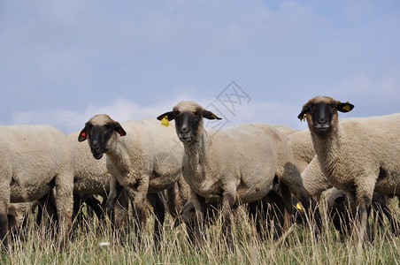 畜牧农场羊群图片