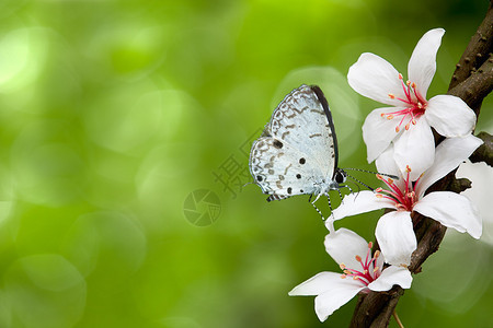 花上的蝴蝶莲花图片