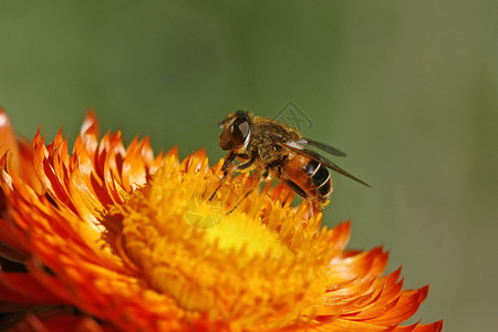 在金花上长生不老的山虫苍蝇SchwebfliegeaufStr图片