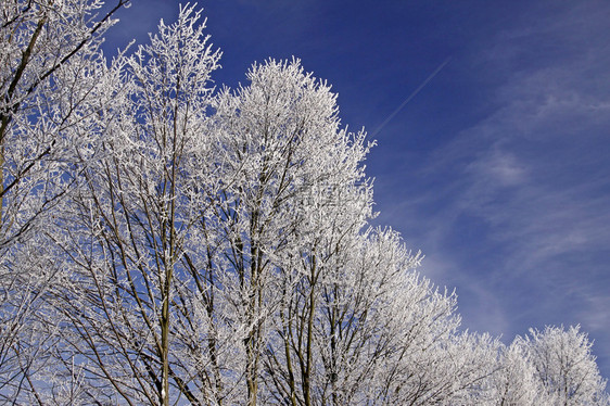 冬季有白霜的树木图片