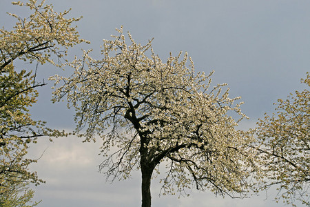 春季樱桃树图片