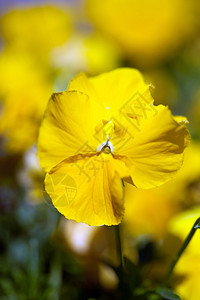 美丽的黄色花图片