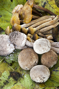 Pipinky蘑菇阳伞蘑图片