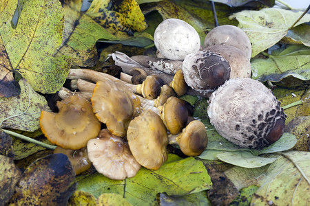 Pipinky蘑菇寄生虫蘑菇和泡图片