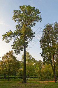 高的树在公园里独自站立这是阳光明图片