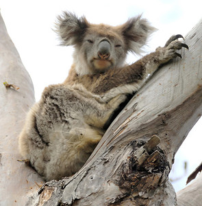 Koala在澳洲的图片