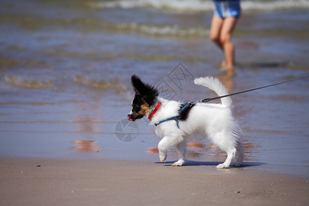 蝴蝶犬在沙滩上散步的蝴蝶犬图片